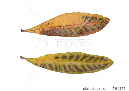 Dead leaves of loquat 591371