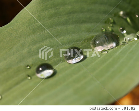 水滴 大蔥花 玉簪 591392