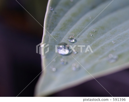 hosta, welsh onion flower, Drop Of Water 591396