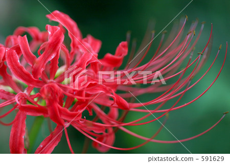 彼岸花 曼珠沙華 石蒜 591629