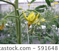 番茄花蕾 591648