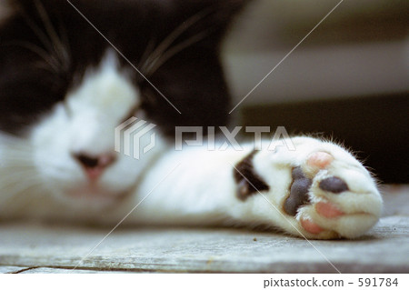 貓的手[爪子] 591784