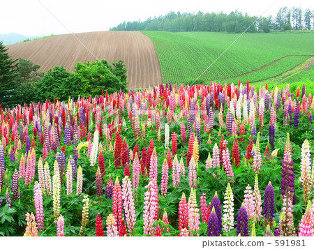 Lupine field Lupine field 591981