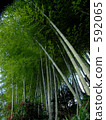  Bamboo grove 592065