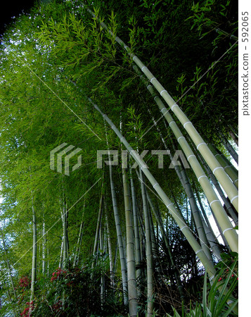  Bamboo grove 592065
