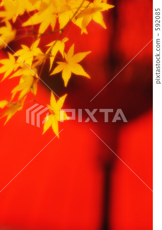 Autumn leaves 10 592085