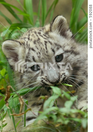 Snow leopard 02 592088
