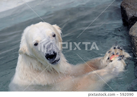 Polar bear 03 592090