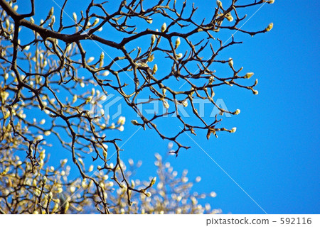 Shiraki Lotus 592116