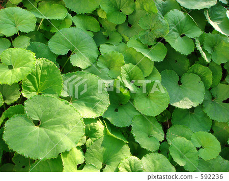 Baby leaves 592236