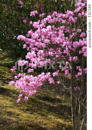 Mitsuba杜鵑花 Mitsuba杜鵑花 592389