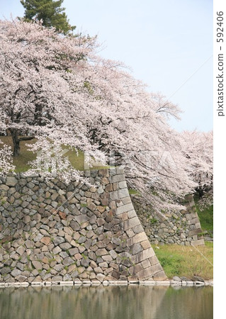 Cherry blossoms on the wall 592406