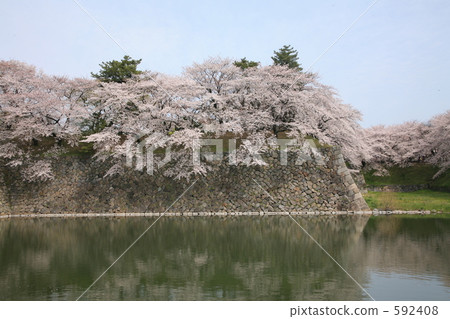 Cherry blossoms on the wall Cherry blossoms on the wall 592408