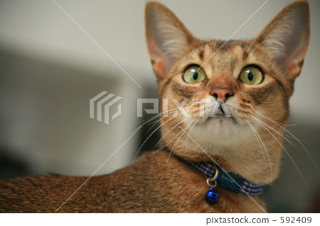 Cat face Cat face 592409