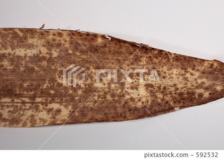 竹皮一個目的地 592532