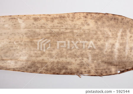 On the inner side of bamboo skin A 592544