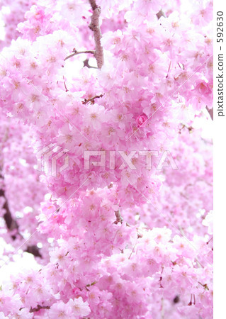 紅山牆櫻桃樹 592630