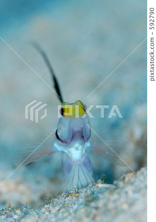 黑色射線蝦虎魚 條紋蝦虎 條紋虎蝦 592790