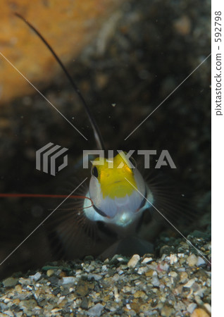 黑色射線蝦虎魚 條紋蝦虎 條紋虎蝦 592798