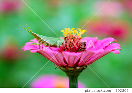 Ship of the flower 592805