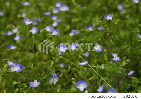 波斯Speedwell 波斯Speedwell 592950