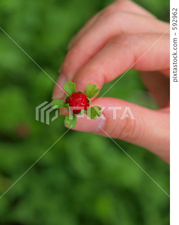 wild berries, wild strawberries, wild strawberry 592962
