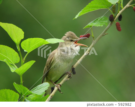 Oyo Yoshikiri Oyo Yoshikiri 592982