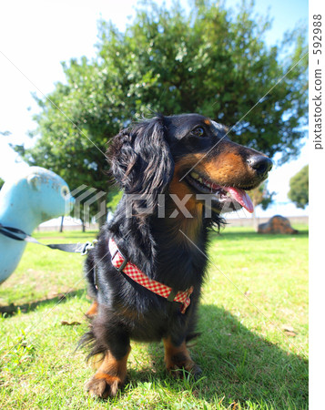 臘腸狗 臘腸犬 毛小孩 592988