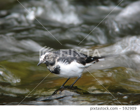 黑背w 黑背w 592989