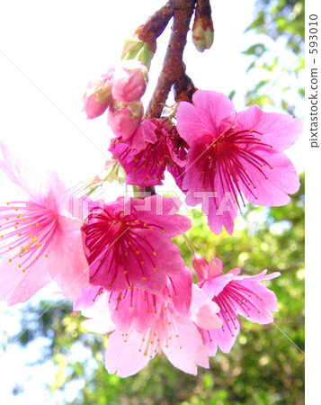 寒緋櫻 櫻花 台灣櫻桃 593010