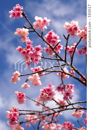 寒緋櫻 櫻花 台灣櫻桃 593017