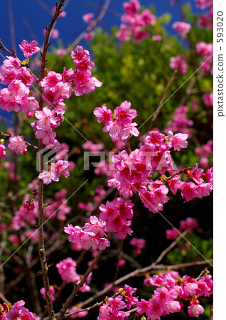 寒緋櫻 櫻花 台灣櫻桃 593020