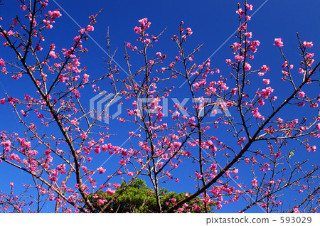 寒緋櫻 櫻花 台灣櫻桃 593029