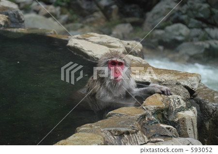 A monkey immersed in a hot spring 593052