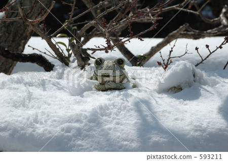Frog buried in the snow Frog buried in the snow 593211