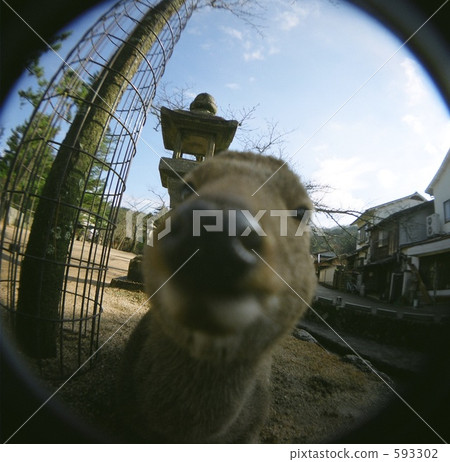 deer, deers, big nose 593302