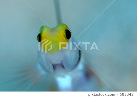 黑色射線蝦虎魚 條紋蝦虎 條紋虎蝦 593345