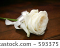 Bootonia 593375
