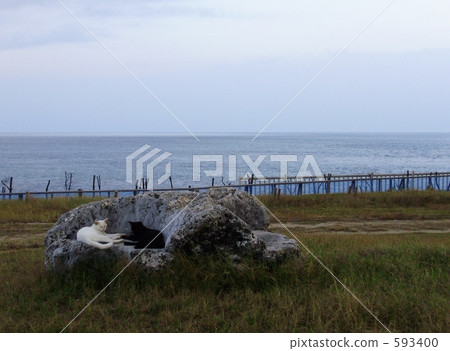 海 大海 海洋 593400
