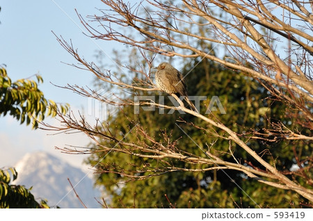 Bulb that bulbul stays Bulb that bulbul stays 593419