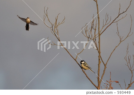 Enaga versus tits 593449