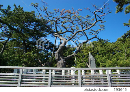 Hagoromo松 593646