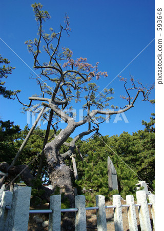 Hagoromo pine Hagoromo pine 593648
