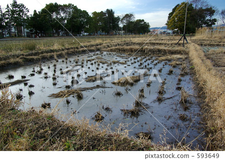 Teru ruins rice field paddies 593649