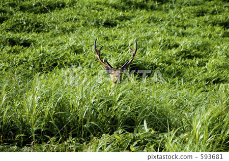 Deer of the Mikigahara 593681