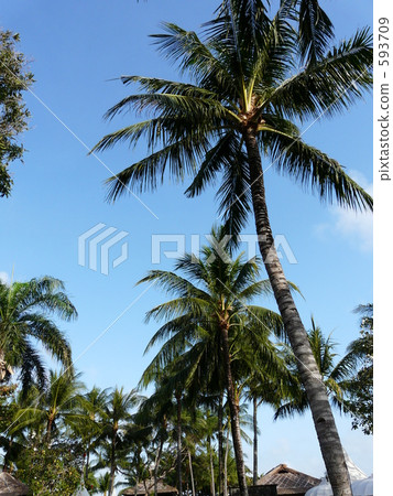 Tropical atmosphere 593709