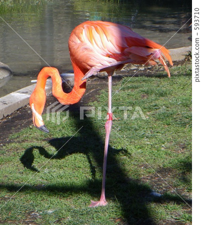 Flamingo  593710