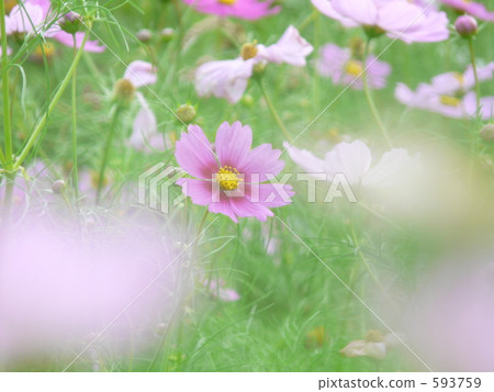 Kuroshime Takahara's Cosmos Kuroshime Takahara's Cosmos 593759