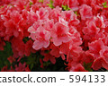 azalea, azaleas, flower garden 594133