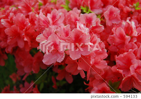 杜鵑花 花園 花床 594133